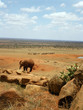 Photo: Elephants Elephants