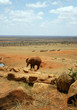 Photo: Elephants Elephants