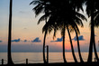 Palm Tree  Sunset