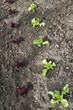 jeunes plants de salade