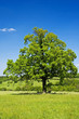 Solitary tree in the Carpathian Mountains