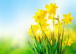 Bright Yellow Daffodils