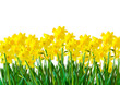 A row of Yellow Daffodils