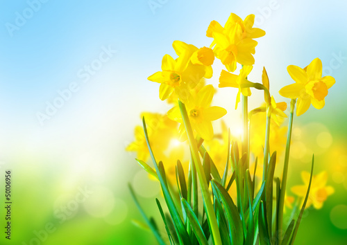 Photo: Bright Yellow Daffodils Bright Yellow Daffodils