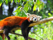 Photo: Red panda on tree Red panda on tree