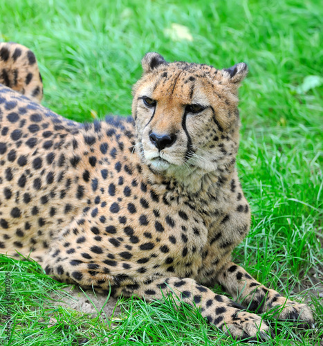 Photo: Beautiful cheetah Beautiful cheetah
