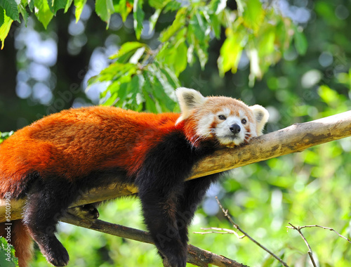 Photo: Red panda on tree Red panda on tree