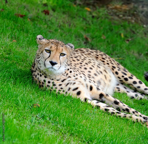 Photo: Beautiful cheetah Beautiful cheetah