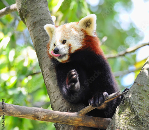 Photo: Red panda on tree Red panda on tree