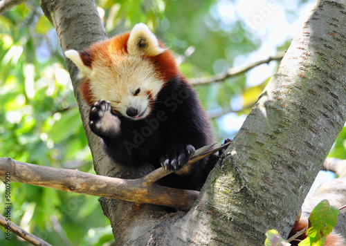 Photo: Red panda on tree Red panda on tree