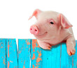 Funny pig hanging on a fence. Isolated on white background.