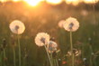 Dandelion Seeds Blowball