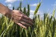 hand in a wheat field