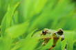 Foto: tree_frog tree_frog