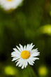 Daisy Macro Daisy Macro