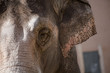 Elefante, Asia
