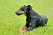 Photo: jagd terrier couché jagd terrier couché