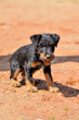 Photo: Chiot jagdterrier Chiot jagdterrier