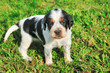 Photo: chiot de setter anglais chiot de setter anglais