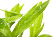 Fresh Bamboo with drops on white background