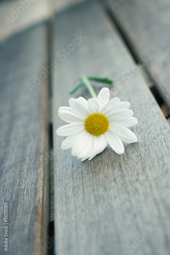 Photo: Flower Flower