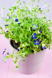 Lobelia