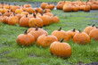 Field of pumpkin