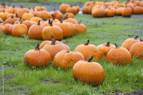 Photo: Field of pumpkin Field of pumpkin