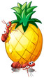 Two ants in a pineapple fruit