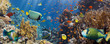 Coral and fish