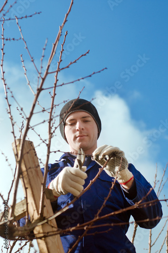 Photo: Gardener pruning apricot brunches Gardener pruning apricot brunches