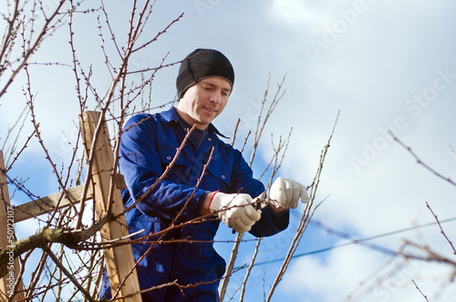 Photo: Young man pruning apricot branches using ladder Young man pruning apricot branches using ladder