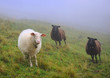 Sheep are on a mountain pasture