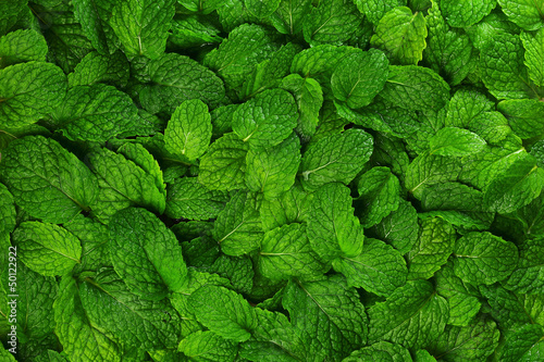 Photo: Mint leaves background. Mint leaves background.