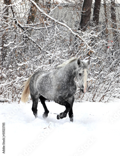 Photo: Skipping horse on a winter wood background Skipping horse on a winter wood background