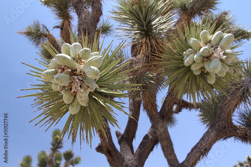 Photo: Frutti di Yucca - Joshua Tree NP Frutti di Yucca - Joshua Tree NP