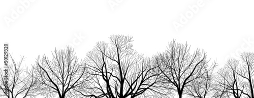  bare trees branches isolated on white