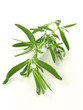 Rosemary