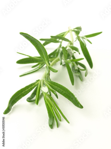 Photo: Rosemary Rosemary