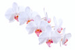 White orchids
