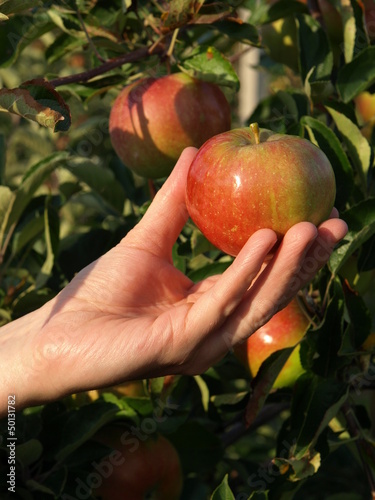 Photo: Apple fruit Apple fruit