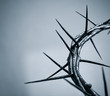 crown of thorns