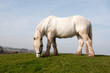 Grazing pony