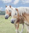zwei Isländer Pony