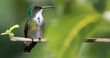 Kolibri (Amazilia chionopectus) mit Textfreiraum