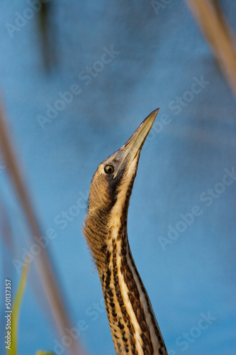 Photo: Tarabuso, Primo piano (Botaurus stellaris) Tarabuso, Primo piano (Botaurus stellaris)