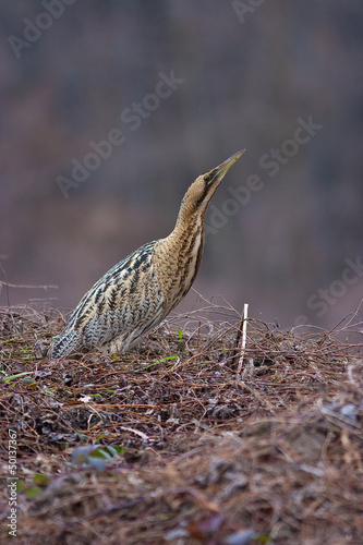 Photo: Tarabuso, Botaurus stellaris Tarabuso, Botaurus stellaris