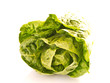 Grüner Salat vor weißem Hintergrund.