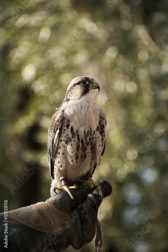 Photo: Falcon Falcon