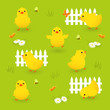 Cute chikens